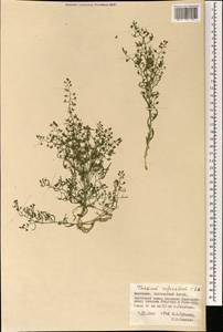 Thesium refractum C.A.Mey., Mongolia (MONG) (Mongolia)
