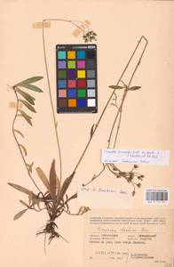 Pilosella piloselloides subsp. praealta (Gochnat) S. Bräut. & Greuter, Eastern Europe, Western region (E3) (Russia)