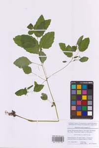 Impatiens noli-tangere L., Eastern Europe, Moscow region (E4a) (Russia)