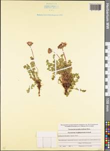 Taraxacum porphyranthum Boiss., Caucasus, Stavropol Krai, Karachay-Cherkessia & Kabardino-Balkaria (K1b) (Russia)
