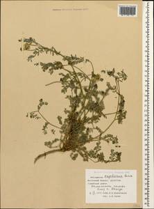 Astragalus captiosus A. Boriss., Caucasus, Dagestan (K2) (Russia)