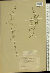 Galium uliginosum L., Eastern Europe, Central region (E4) (Russia)