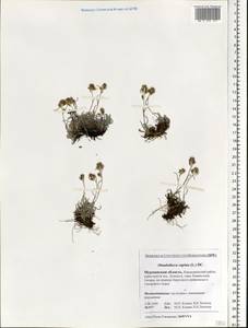 Omalotheca supina (L.) DC., Eastern Europe, Northern region (E1) (Russia)