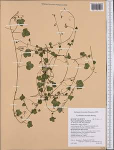 Cymbalaria muralis P. Gaertn., B. Mey. & Scherb., Western Europe (EUR) (United Kingdom)