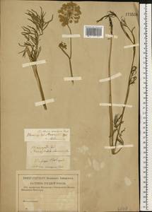 Kadenia dubia (Schkuhr) Lavrova & V.N.Tikhom., Eastern Europe, Volga-Kama region (E7) (Russia)