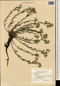 Onosma tenuiflora Willd., Caucasus, Georgia (K4) (Georgia)