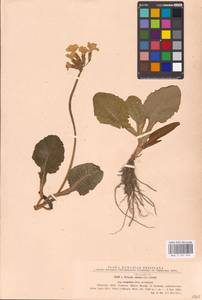 Primula elatior subsp. elatior, Western Europe (EUR) (Romania)