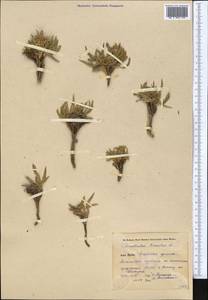 Convolvulus lineatus L., Middle Asia, Pamir & Pamiro-Alai (M2) (Kyrgyzstan)