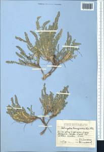 Astragalus lanuginosus Kar. & Kir., Middle Asia, Dzungarian Alatau & Tarbagatai (M5) (Kazakhstan)