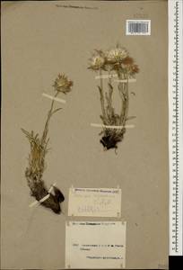 Jurinea squarrosa Fisch. & C. A. Mey., Caucasus, Armenia (K5) (Armenia)