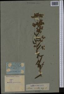 Euphorbia esula L., Western Europe (EUR) (Not classified)