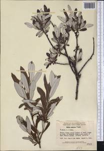 Salix candida Flüggé ex Willd., America (AMER) (Canada)