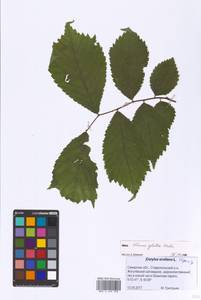 Ulmus glabra Huds., Eastern Europe, Middle Volga region (E8) (Russia)