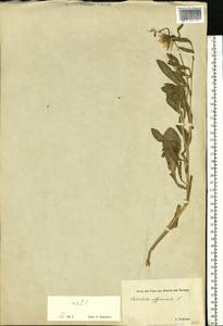 Calendula officinalis L., Eastern Europe, Estonia (E2c) (Estonia)