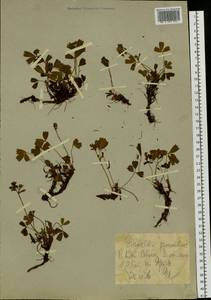 Sibbaldia procumbens L., Siberia, Western Siberia (S1) (Russia)