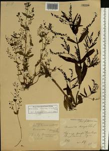 Veronica heureka (M. A. Fisch.) Tzvelev, Eastern Europe, Central forest-and-steppe region (E6) (Russia)