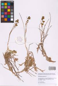 Scheuchzeria palustris L., Eastern Europe, North-Western region (E2) (Russia)