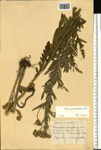 Jacobaea erucifolia subsp. grandidentata (Ledeb.) V. V. Fateryga & Fateryga, Eastern Europe, Eastern region (E10) (Russia)