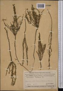 Salicornia europaea (Moss) Lambinon & Vanderp., Middle Asia, Muyunkumy, Balkhash & Betpak-Dala (M9) (Kazakhstan)