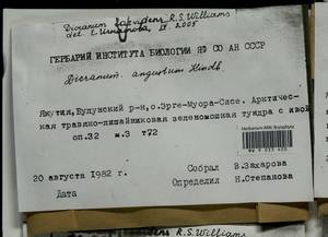 Dicranum laevidens R.S. Williams, Bryophytes, Bryophytes - Yakutia (B19) (Russia)