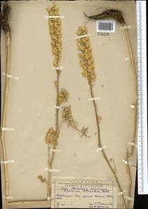 Delphinium biternatum Huth, Middle Asia, Pamir & Pamiro-Alai (M2) (Uzbekistan)