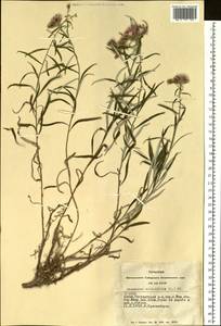 Saussurea salicifolia (L.) DC., Siberia, Altai & Sayany Mountains (S2) (Russia)