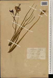Gladiolus atroviolaceus Boiss., South Asia, South Asia (Asia outside ex-Soviet states and Mongolia) (ASIA) (Syria)