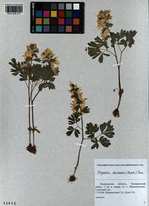 KUZ 000 511, Corydalis bracteata (Steph.) Pers., Siberia, Altai & Sayany Mountains (S2) (Russia)
