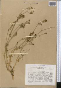 Silene brahuica Boiss., Middle Asia, Western Tian Shan & Karatau (M3) (Kazakhstan)