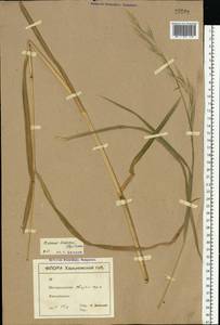 Bromus benekenii (Lange) Trimen, Eastern Europe, South Ukrainian region (E12) (Ukraine)