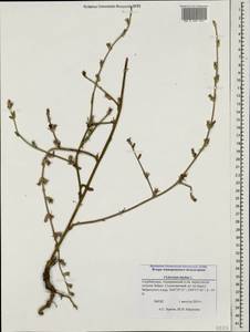 Cichorium intybus L., Caucasus, Azerbaijan (K6) (Azerbaijan)
