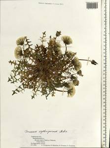 Taraxacum erythrospermum Andrz. ex Besser, Eastern Europe, Central forest-and-steppe region (E6) (Russia)
