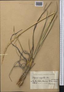 Leymus angustus (Trin.) Pilg., Middle Asia, Caspian Ustyurt & Northern Aralia (M8) (Kazakhstan)