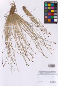 Eleocharis ovata (Roth) Roem. & Schult., Eastern Europe, Moscow region (E4a) (Russia)