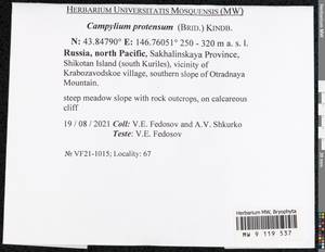 Campylium protensum (Brid.) Kindb., Bryophytes, Bryophytes - Russian Far East (excl. Chukotka & Kamchatka) (B20) (Russia)