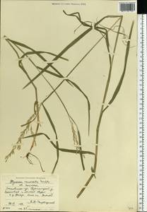 Glyceria nemoralis (R.Uechtr.) R.Uechtr. & Koern., Eastern Europe, Moscow region (E4a) (Russia)
