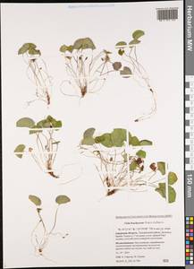 Viola epipsila subsp. repens (Turcz.) W. Becker, Siberia, Russian Far East (S6) (Russia)