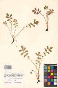 Argentina anserina subsp. egedii (Wormsk.) Á. Löve & Ritchie, Eastern Europe, Northern region (E1) (Russia)