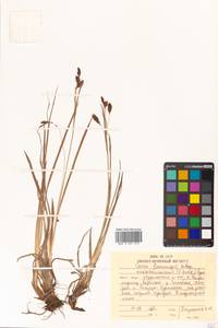 Carex flavocuspis Franch. & Sav., Siberia, Russian Far East (S6) (Russia)