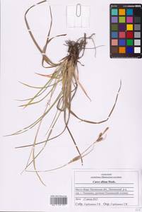 Carex diluta M.Bieb., Eastern Europe, Middle Volga region (E8) (Russia)