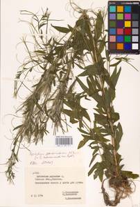 Epilobium pseudorubescens A. K. Skvortsov, Eastern Europe, Belarus (E3a) (Belarus)