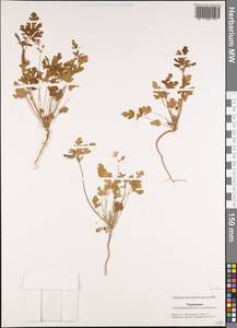 Erodium, Middle Asia, Karakum (M6) (Turkmenistan)