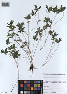 KUZ 000 154, Geranium sibiricum L., Siberia, Altai & Sayany Mountains (S2) (Russia)