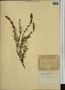 Myricaria squamosa Desv., Western Europe (EUR) (France)