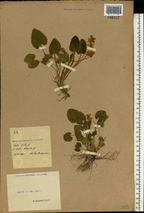 Viola hirta L., Eastern Europe, North Ukrainian region (E11) (Ukraine)