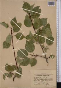 Prunus armeniaca L., Middle Asia, Western Tian Shan & Karatau (M3) (Uzbekistan)