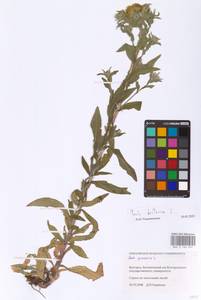 Pentanema britannicum (L.) D. Gut. Larr., Santos-Vicente, Anderb., E. Rico & M. M. Mart. Ort., Eastern Europe, Central forest-and-steppe region (E6) (Russia)