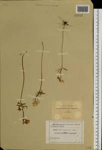 Cardamine tenuifolia Hook., Siberia, Altai & Sayany Mountains (S2) (Russia)