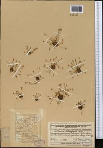 Androsace fedtschenkoi Ovcz., Middle Asia, Dzungarian Alatau & Tarbagatai (M5) (Kazakhstan)