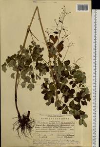 Thalictrum minus subsp. elatum (Jacq.) Stoj. & Stef., Eastern Europe, Eastern region (E10) (Russia)